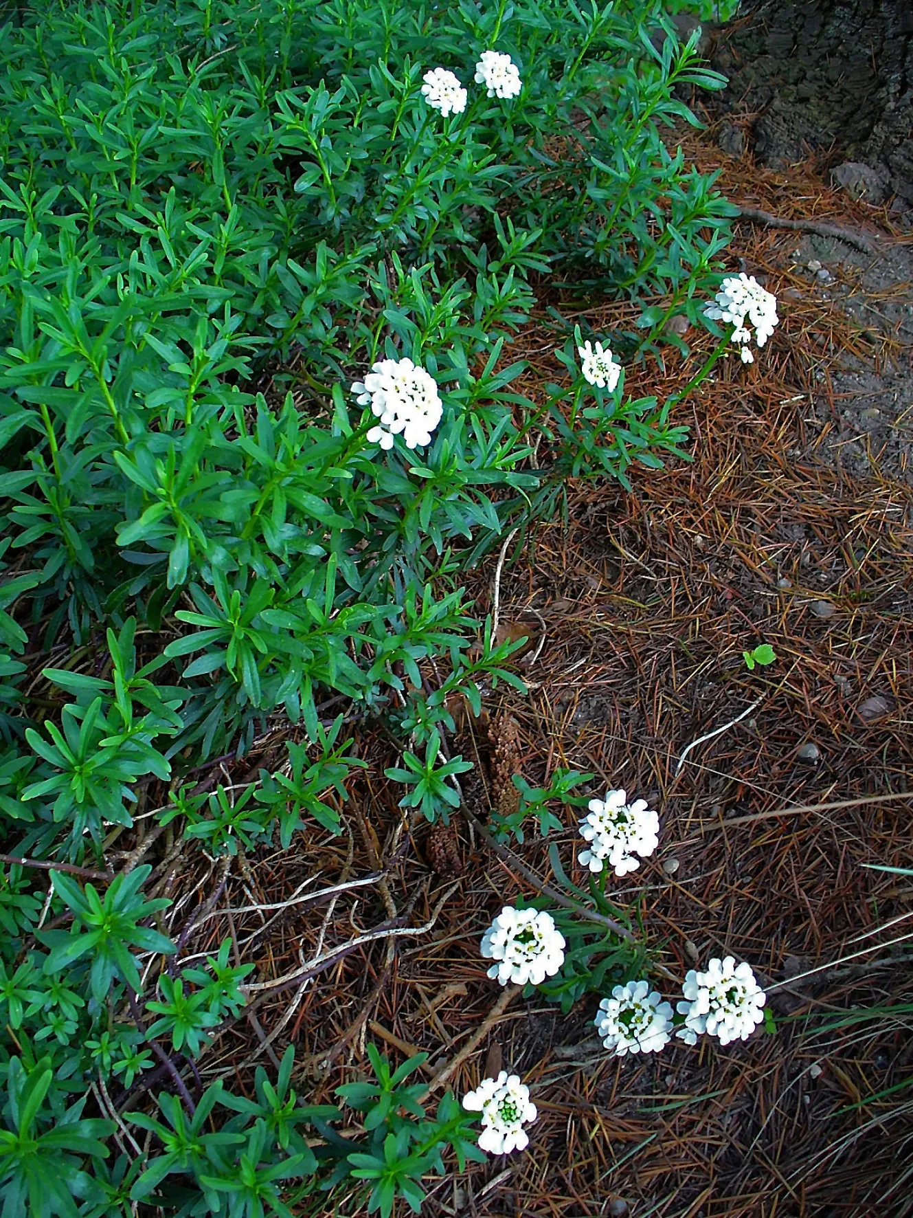 Evergreen Candytuft (Iberis Sempervirens) — it's ideal for rock gardens; which bloom primarily in the spring - from April to May - and sporadically throughout