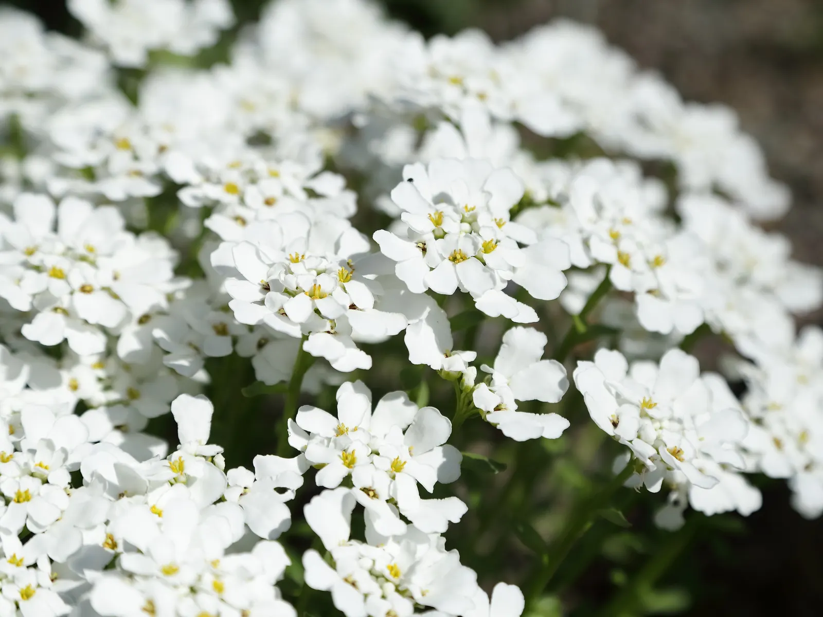 Evergreen Candytuft (Iberis Sempervirens) — Drought-tolerant once established; it's ideal for rock gardens