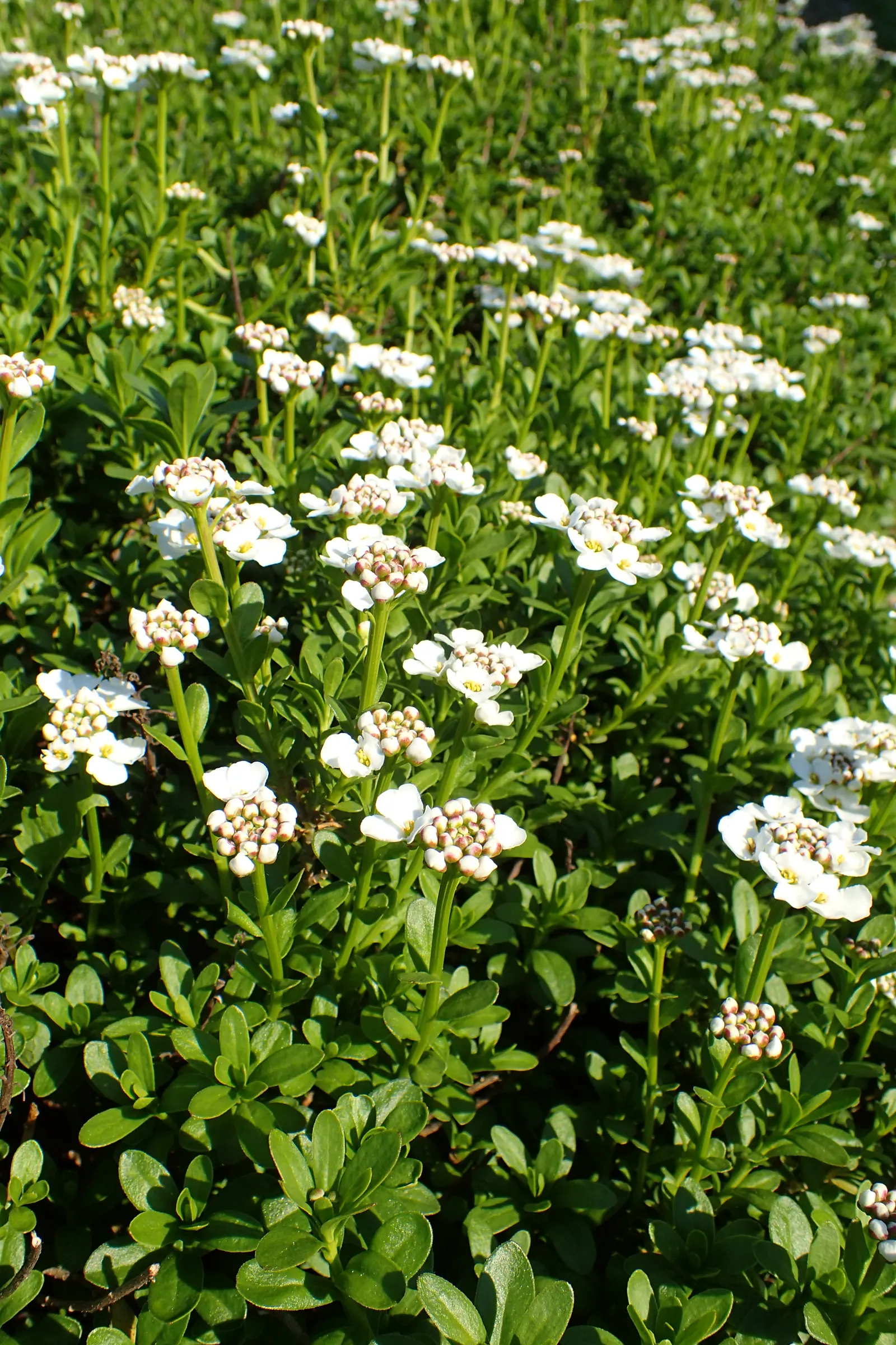 Evergreen Candytuft (Iberis Sempervirens) — It should be noted the Evergreen Candytuft is an excellent attractant for bees and butterflies; aside from