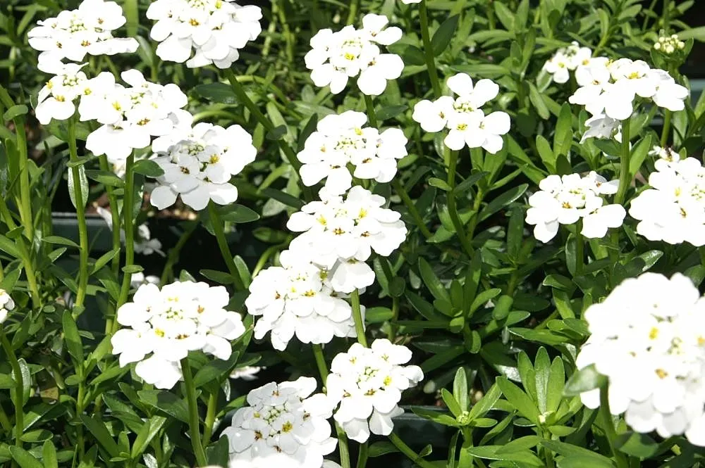 Evergreen Candytuft (Iberis Sempervirens) — annual / ground cover / perennial with white blooms; although it can tolerate partial shade