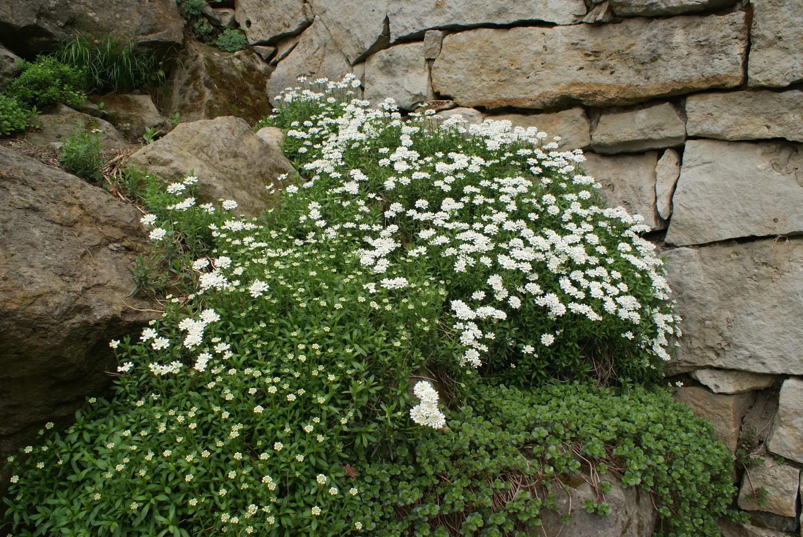 Evergreen Candytuft (Iberis Sempervirens) — This plant requires minimal maintenance; offering year-round foliage and low maintenance appeal