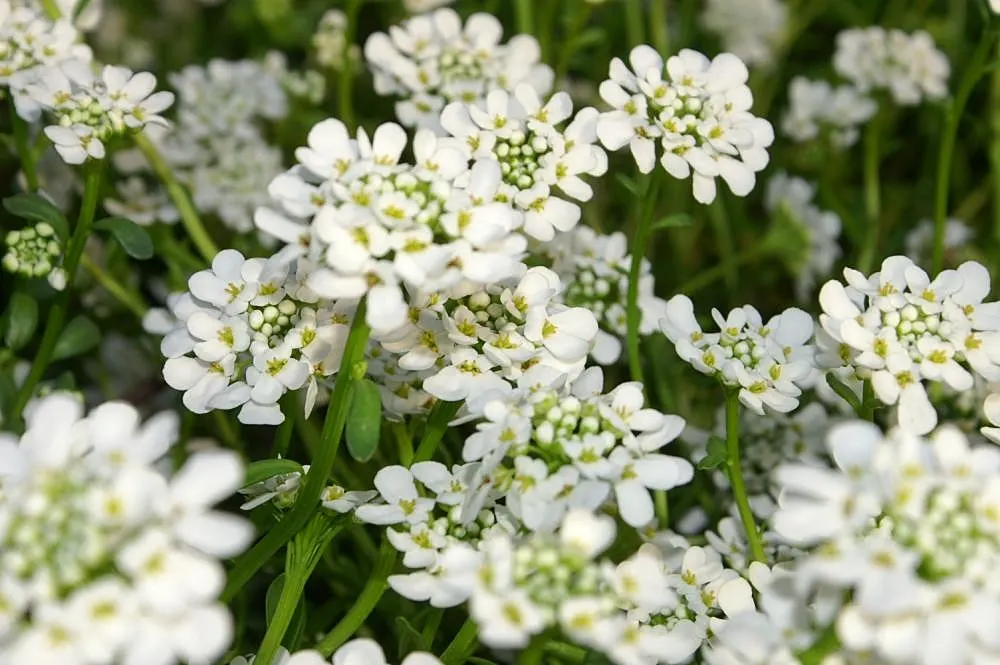 Evergreen Candytuft (Iberis Sempervirens) — scientifically known as Iberis sempervirens
