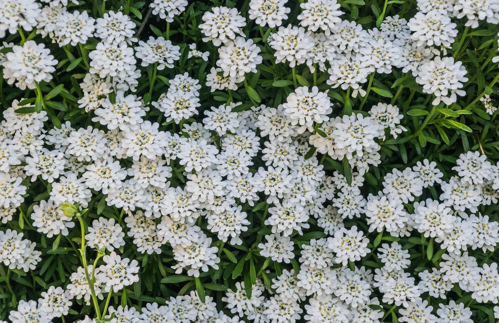 Evergreen Candytuft (Iberis Sempervirens) — is a perennial fixture well-suited to many landscape designs due to its hardiness and ornamental appeal, image 35