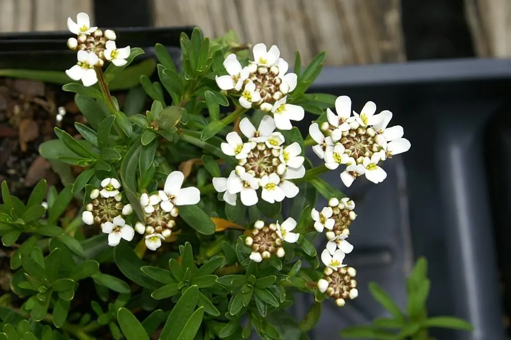 Evergreen Candytuft (Iberis Sempervirens) — dark green mounds up to 12 inches high and 18 inches wide