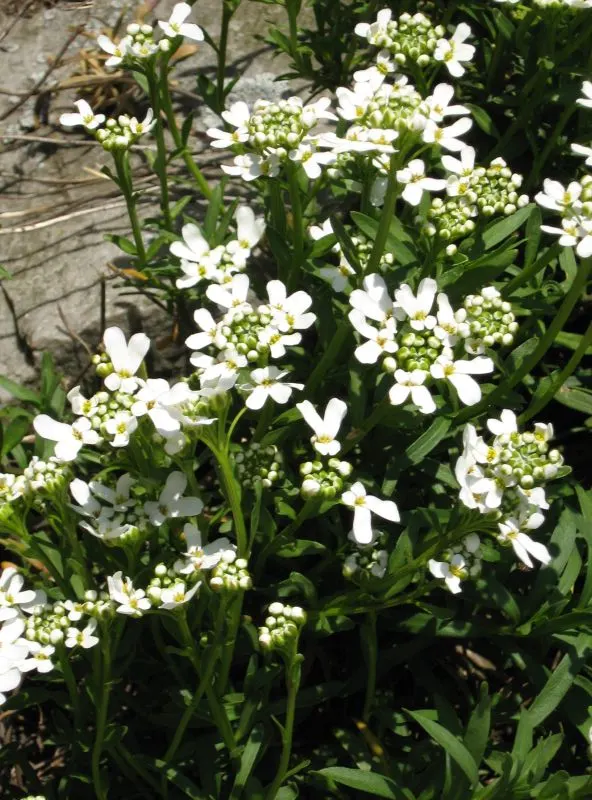 Evergreen Candytuft (Iberis Sempervirens) — although it can tolerate partial shade