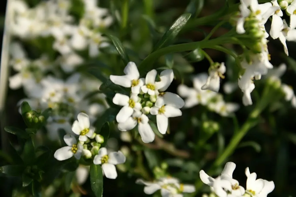 Evergreen Candytuft (Iberis Sempervirens) — A member of the Brassicaceae family; it has an average growth rate and is best planted in full sun to ensure a