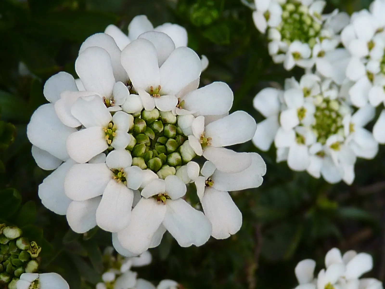Evergreen Candytuft (Iberis Sempervirens) — which bloom primarily in the spring - from April to May - and sporadically throughout the summer months