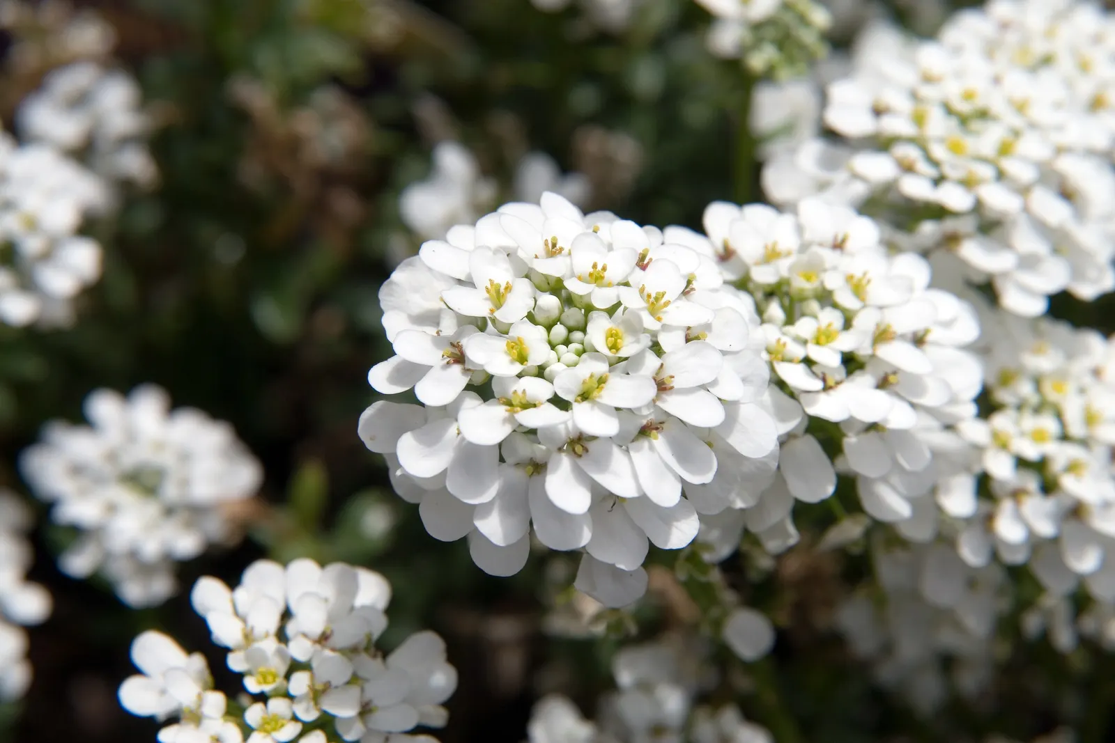 Evergreen Candytuft (Iberis Sempervirens) — it thrives in full sun to partial shade and prefers well-drained soil; annual / ground cover / perennial with white