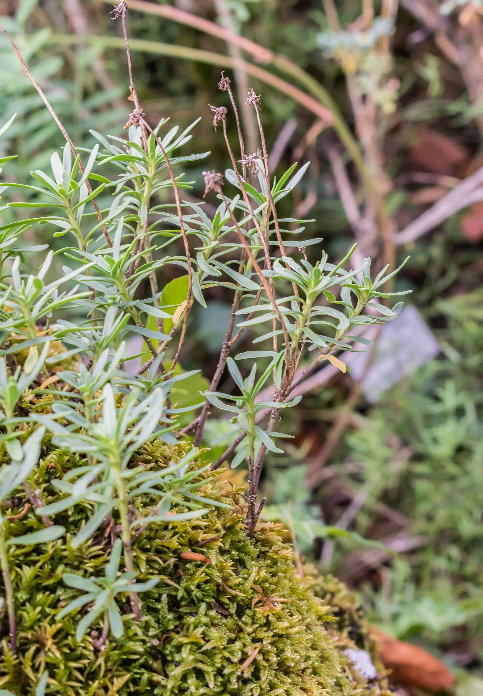 Evergreen Candytuft (Iberis Sempervirens) — dark-green foliage and profusion of pure white flowers; pure white blooms in early to mid-spring