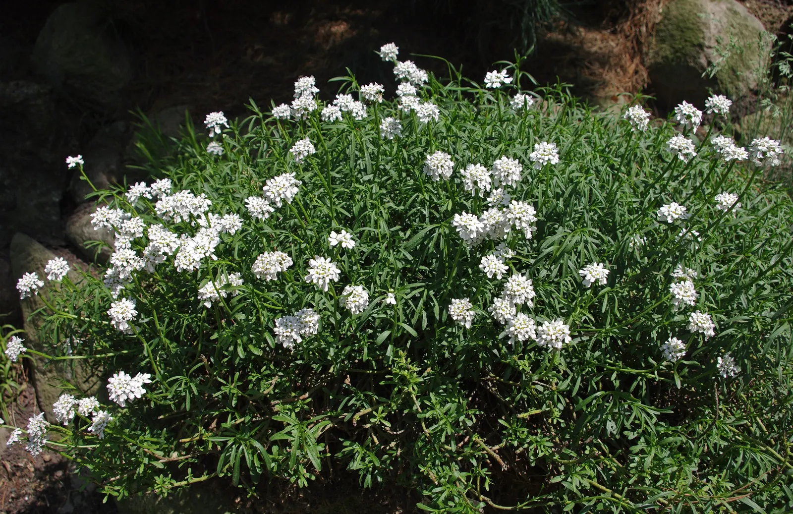 Evergreen Candytuft (Iberis Sempervirens) — it's ideal for rock gardens