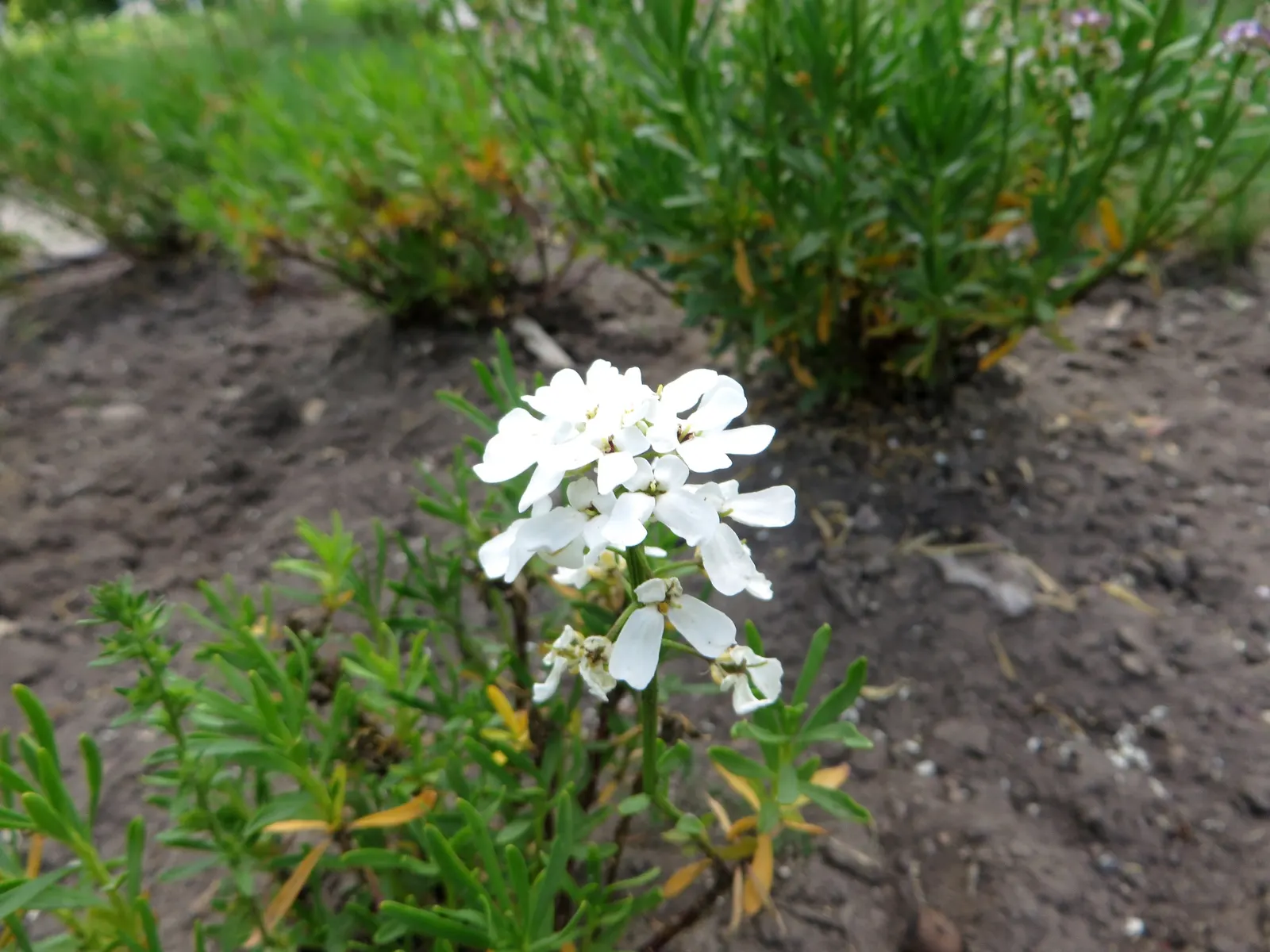 Evergreen Candytuft (Iberis Sempervirens) — It should be noted the Evergreen Candytuft is an excellent attractant for bees and butterflies