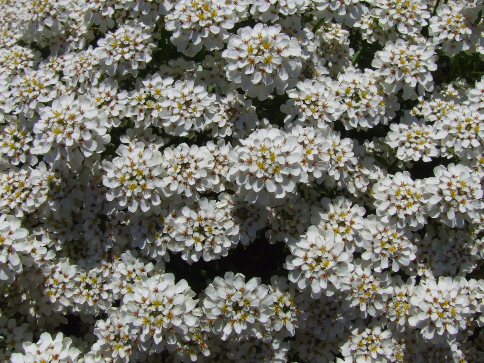 Evergreen Candytuft (Iberis Sempervirens) — It has an average growth rate and is best planted in full sun to ensure a prolific blossoming
