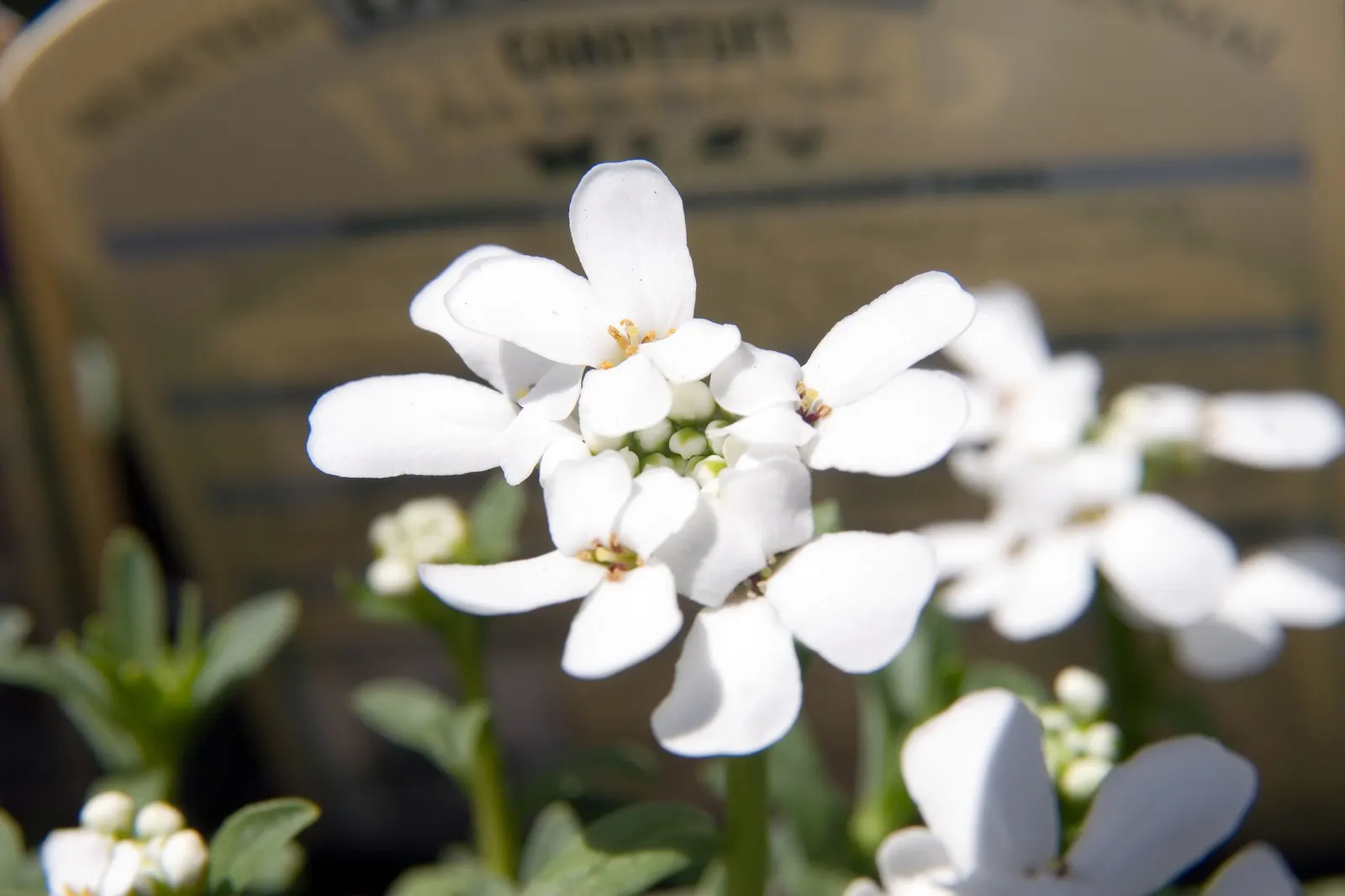 Evergreen Candytuft (Iberis Sempervirens) — this plant is esteemed for its dense