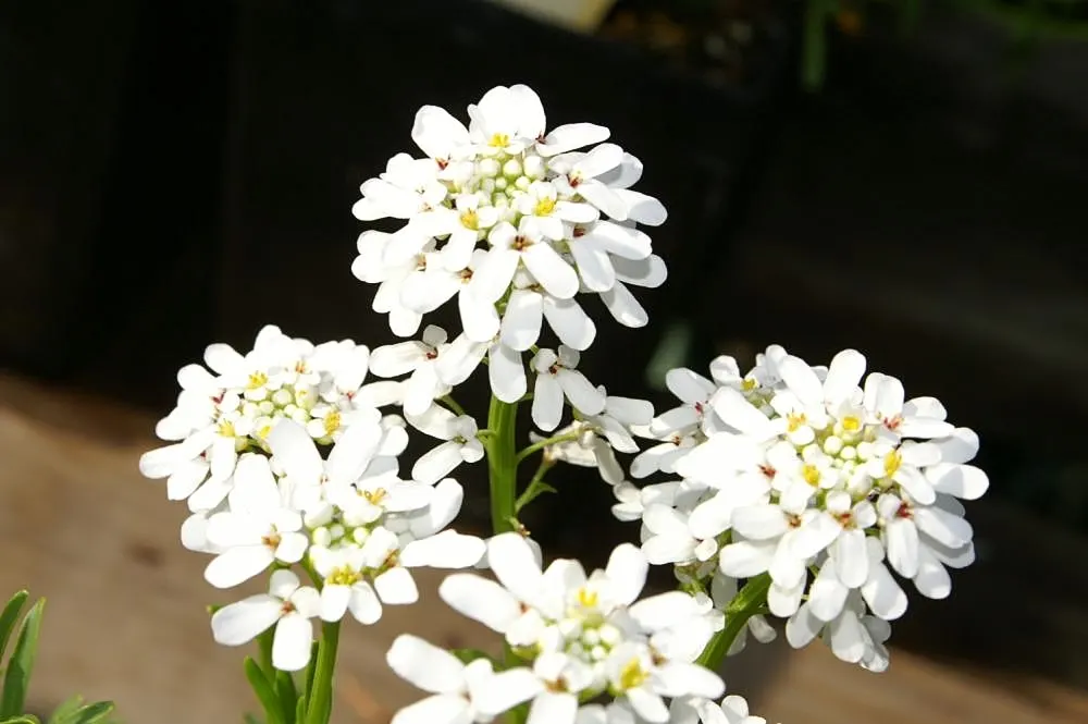 Evergreen Candytuft (Iberis Sempervirens) — Drought-tolerant once established