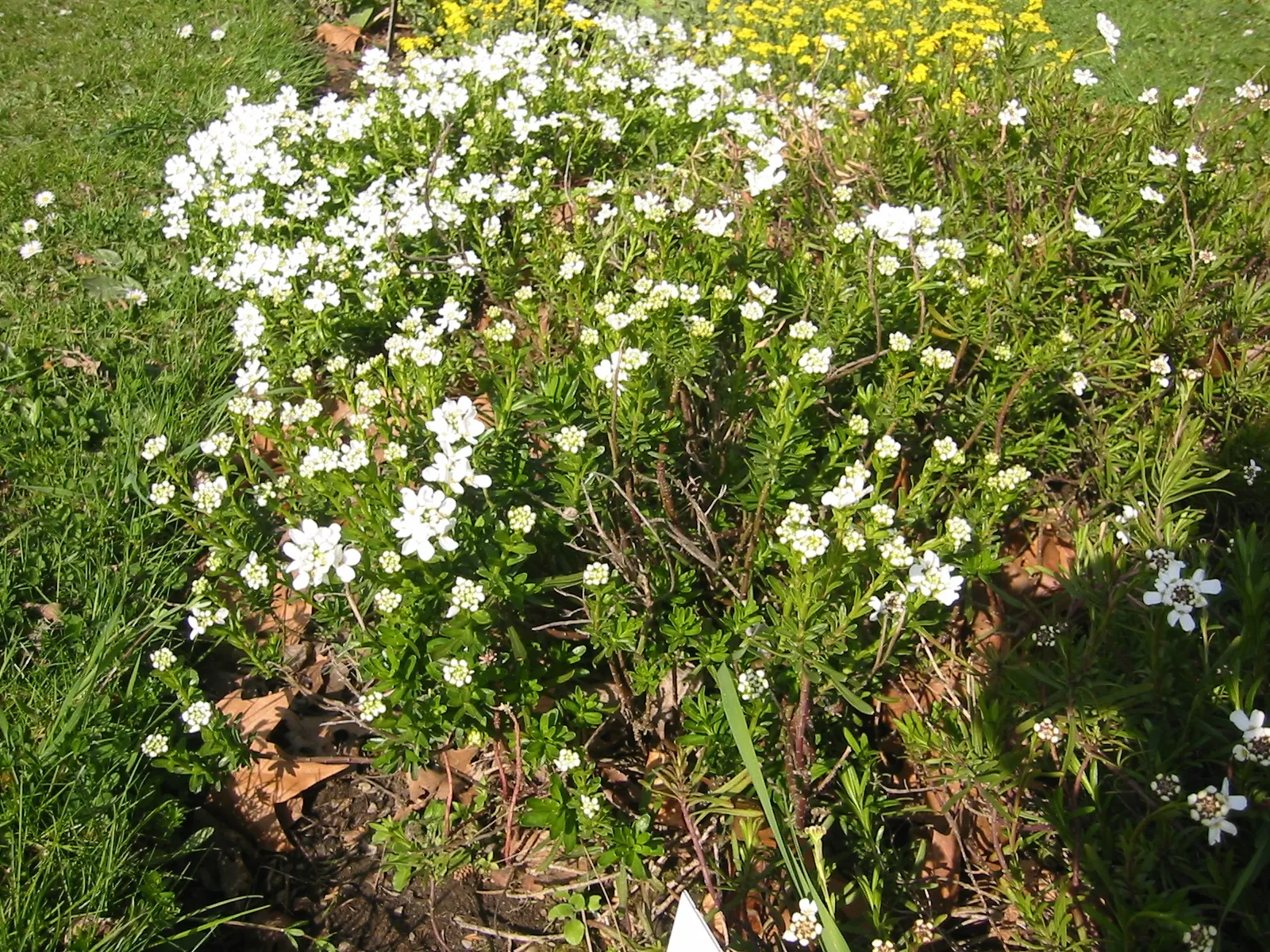 Evergreen Candytuft (Iberis Sempervirens) — pure white blooms in early to mid-spring; the Evergreen Candytuft is both drought-tolerant and deer-resistant