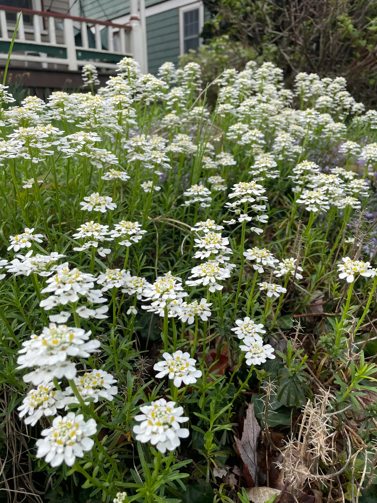 Evergreen Candytuft (Iberis Sempervirens) — dark green mounds up to 12 inches high and 18 inches wide; this plant is esteemed for its dense, image 54