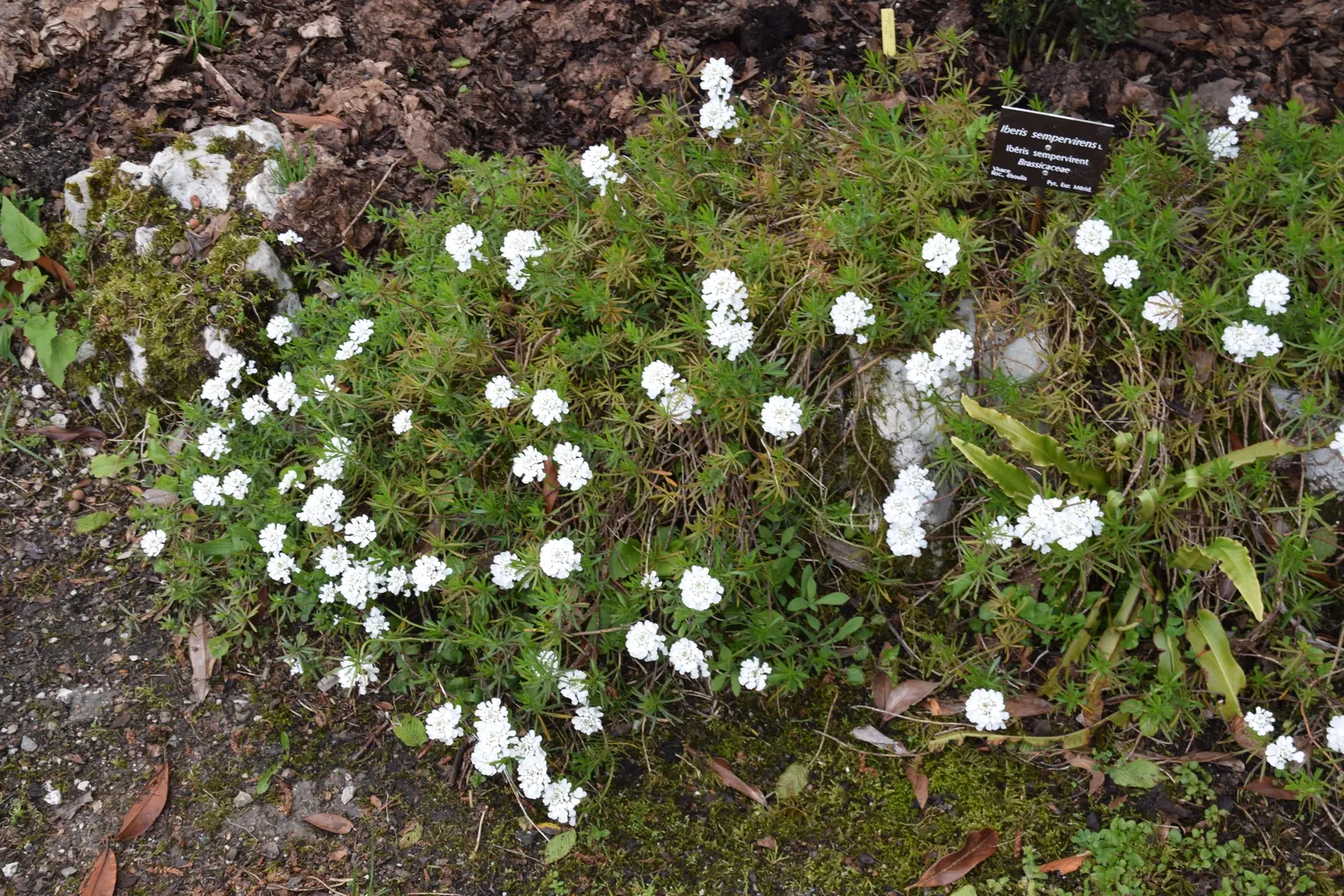Evergreen Candytuft (Iberis Sempervirens) — annual / ground cover / perennial for full or half