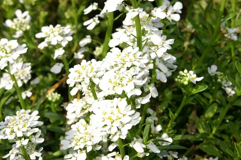 Evergreen Candytuft (Iberis Sempervirens) — Evergreen Candytuft (Iberis sempervirens) is a hardy perennial