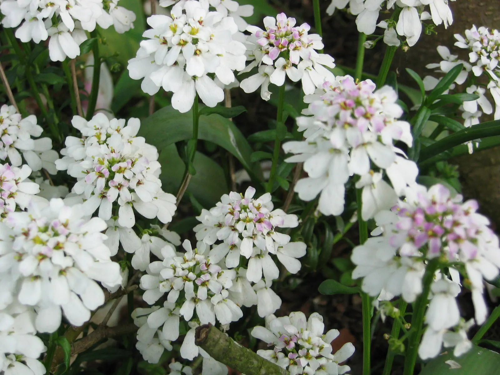 Evergreen Candytuft (Iberis Sempervirens) — making it a steadfast choice for a variety of landscape settings
