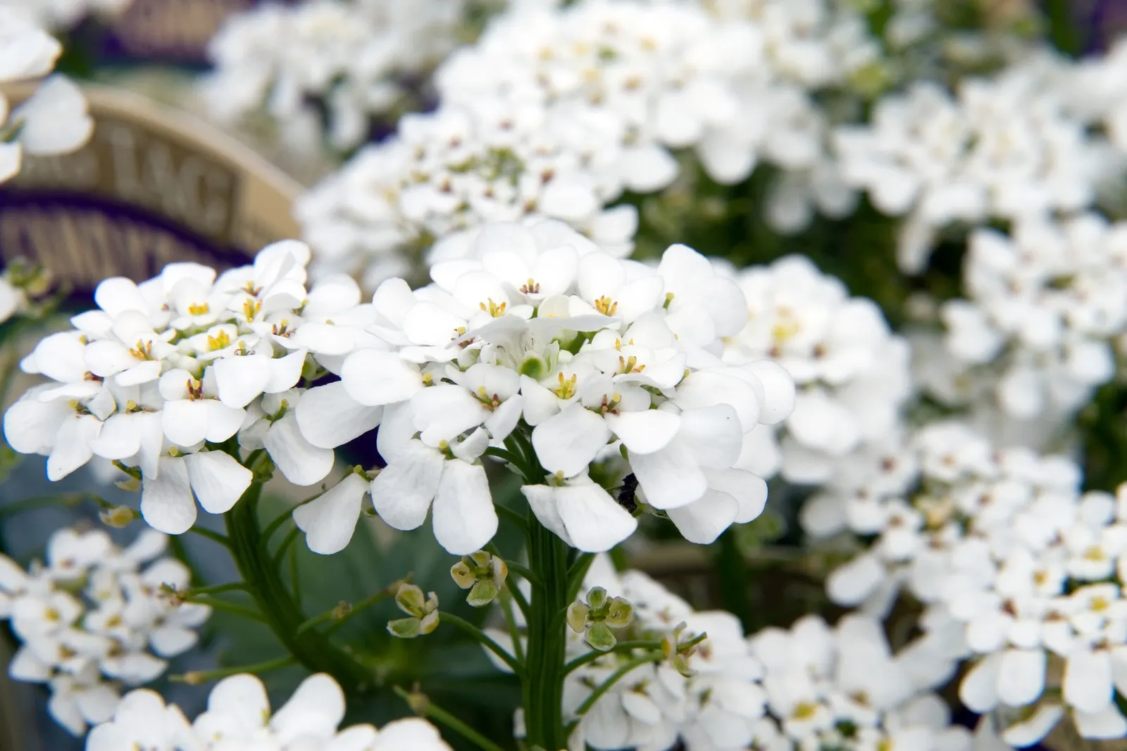 Evergreen Candytuft (Iberis Sempervirens) — It has an average growth rate and is best planted in full sun to ensure a prolific blossoming; white flowers in the