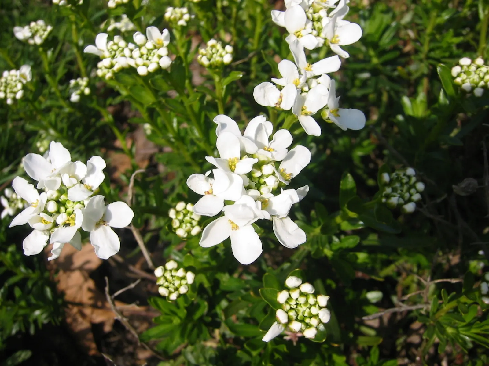 Evergreen Candytuft (Iberis Sempervirens) — white flowers in the garden