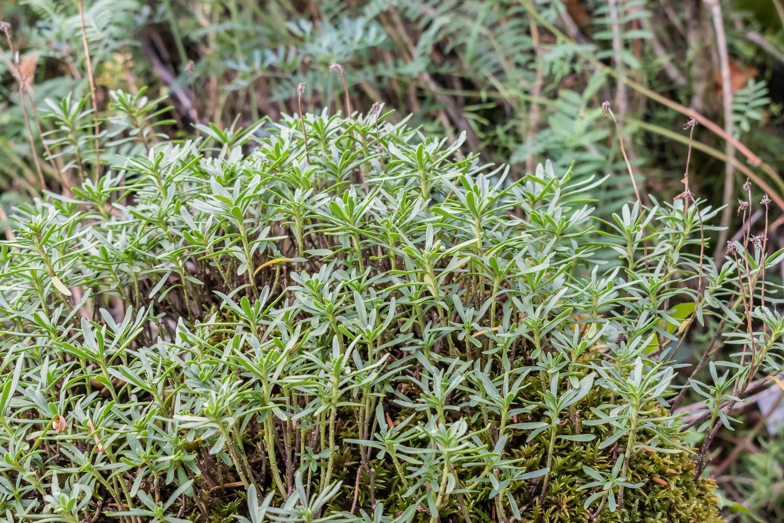 Evergreen Candytuft (Iberis Sempervirens) — mounded form that works splendidly as a border plant or in rock gardens