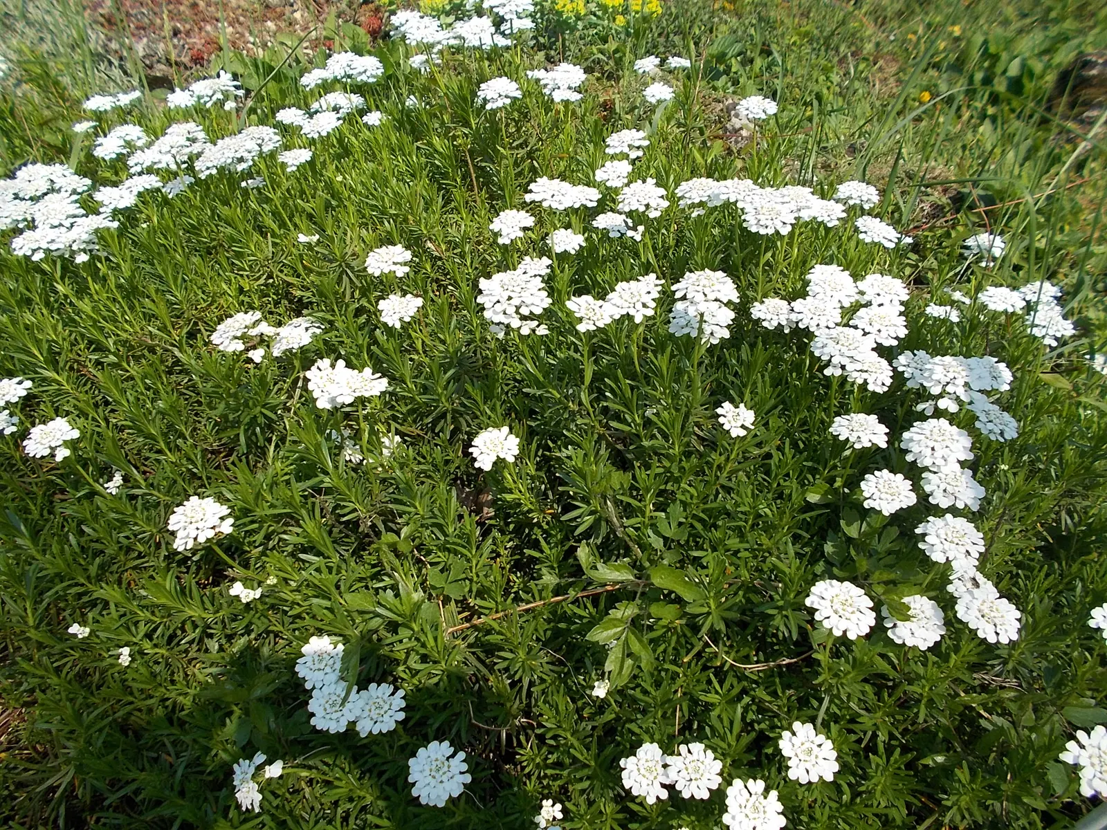 Evergreen Candytuft (Iberis Sempervirens) — aside from occasional trimming post-flowering to maintain a tidy appearance and to encourage additional blooms