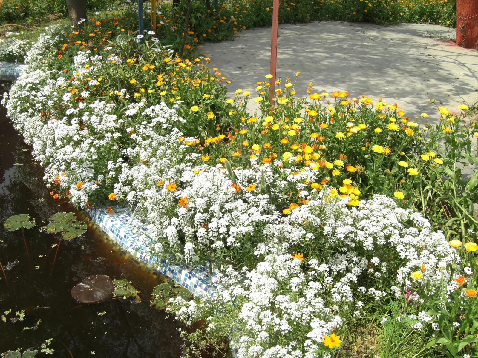 Evergreen Candytuft (Iberis Sempervirens) — offering year-round foliage and low maintenance appeal; this plant requires minimal maintenance