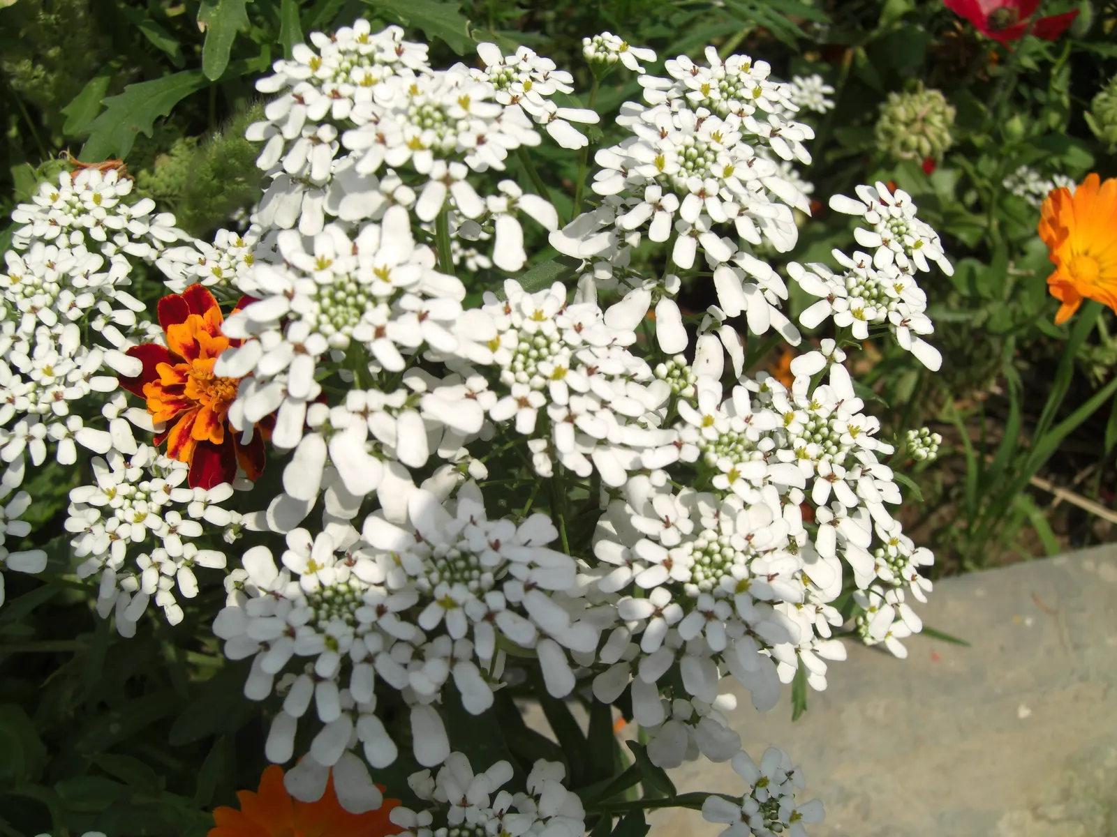 Evergreen Candytuft (Iberis Sempervirens) — Iberis sempervirens does well in a range of soil types