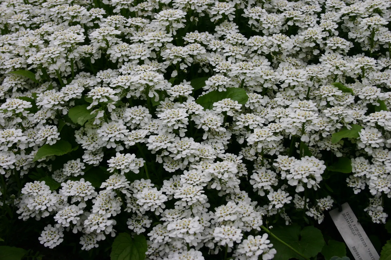 Evergreen Candytuft (Iberis Sempervirens) — thus supporting local pollinator populations