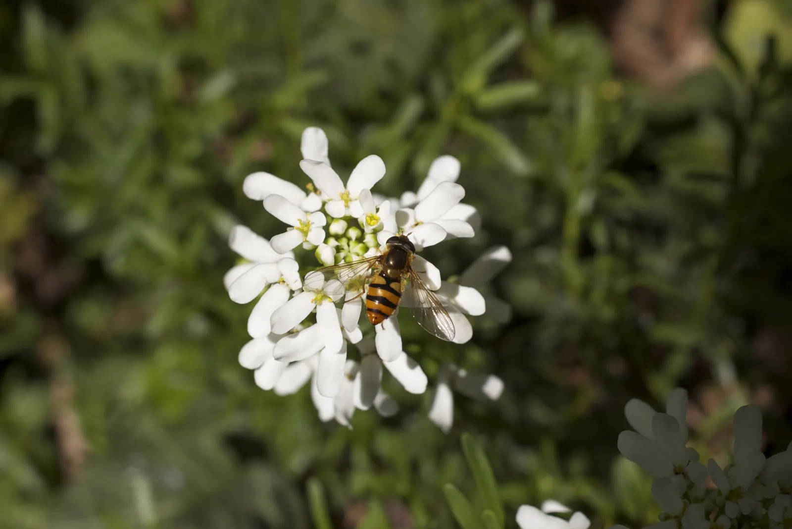 Evergreen Candytuft (Iberis Sempervirens) — although it can tolerate partial shade; drought-tolerant once established