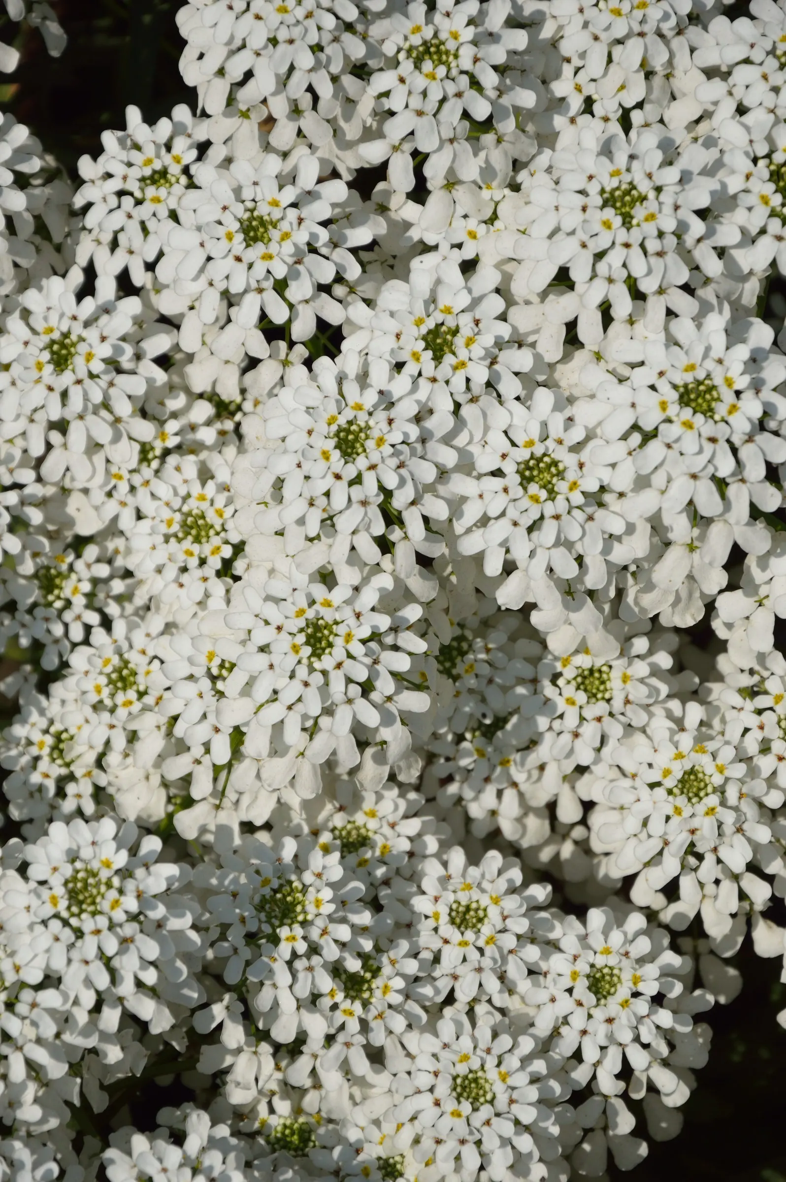 Evergreen Candytuft (Iberis Sempervirens) — Evergreen Candytuft (Iberis sempervirens) is a hardy perennial; it thrives in full sun to partial shade, image 53