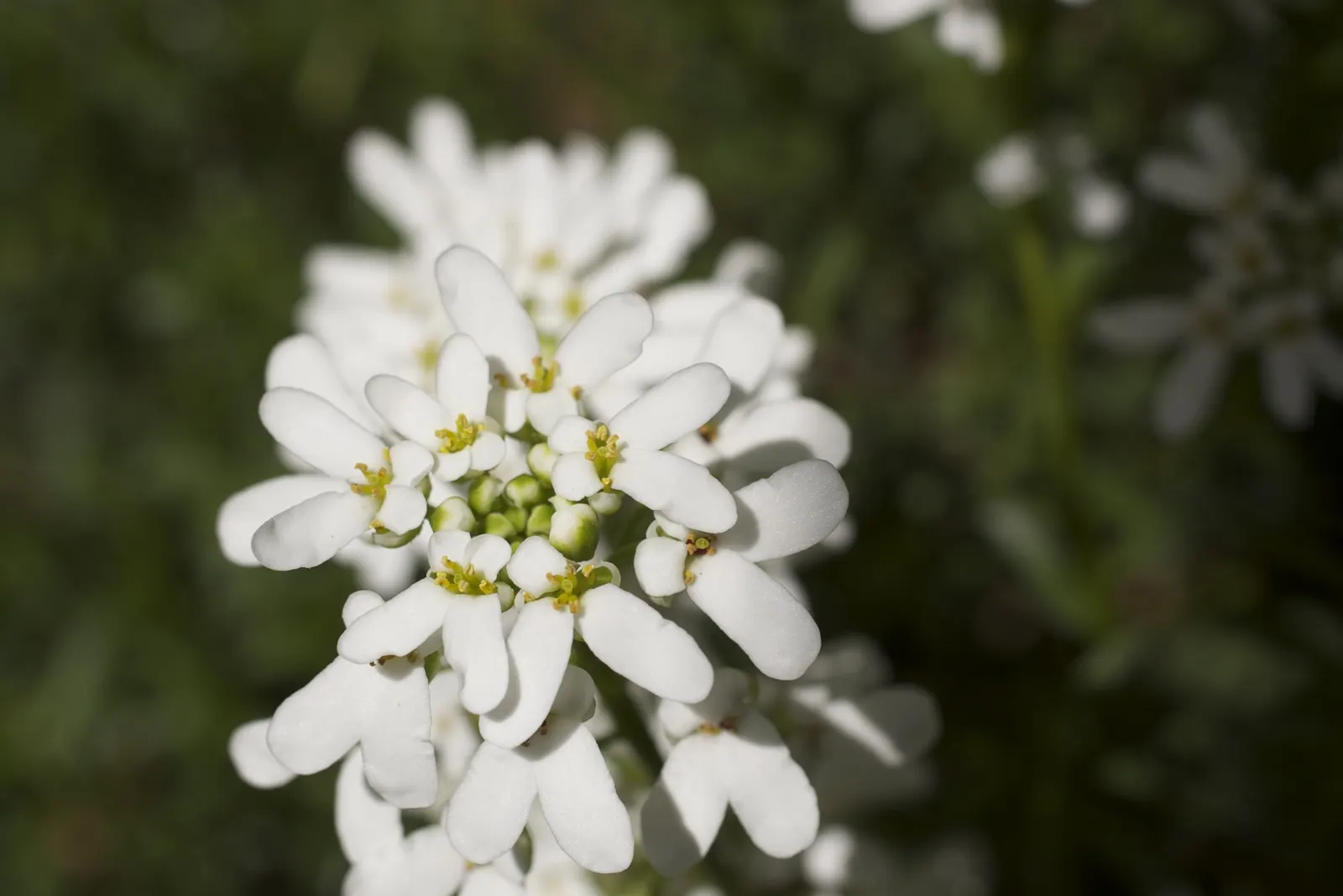 Evergreen Candytuft (Iberis Sempervirens) — Iberis sempervirens does well in a range of soil types; dark-green foliage and profusion of pure white flowers