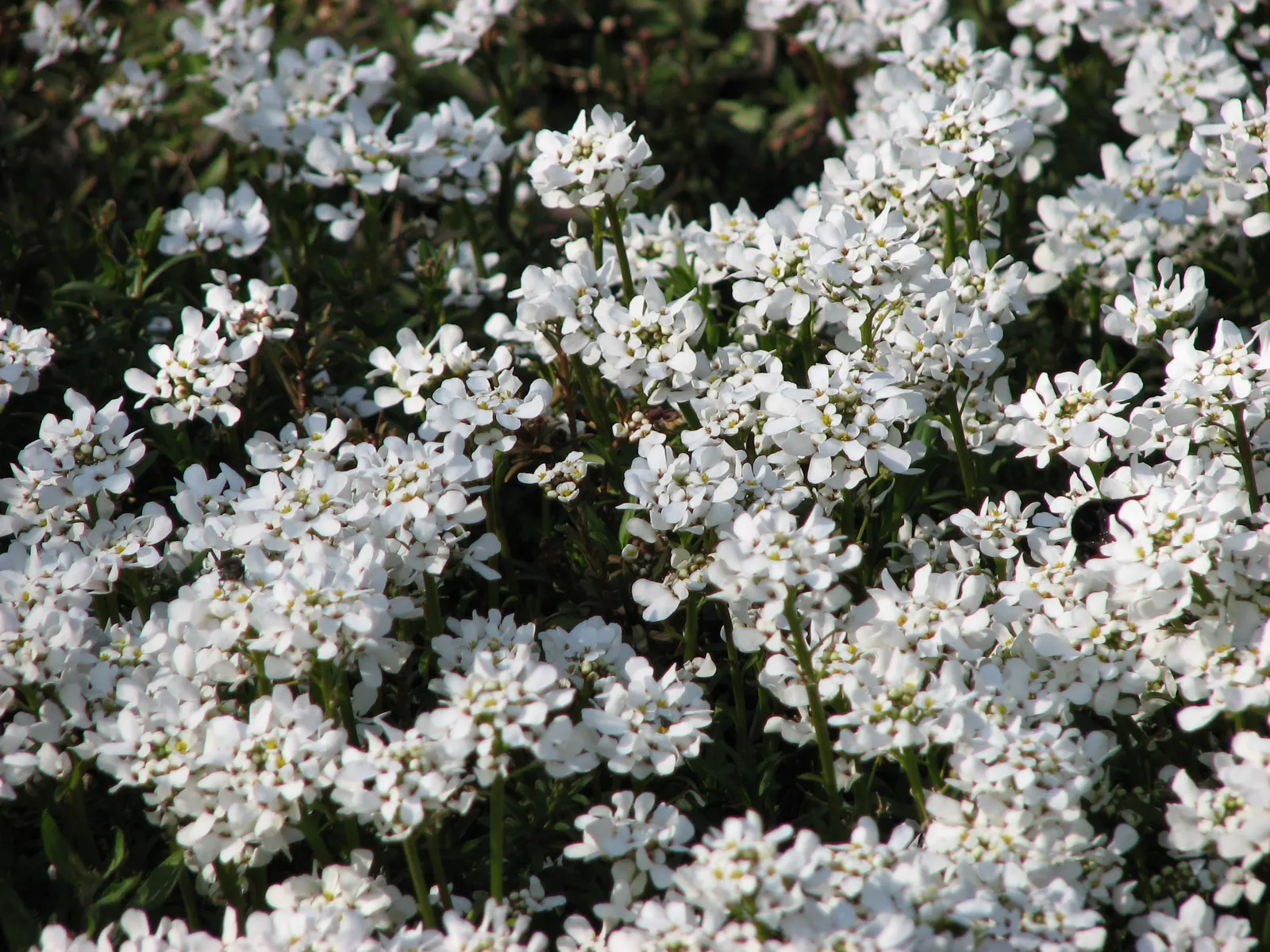 Evergreen Candytuft (Iberis Sempervirens) — this plant is esteemed for its dense; it should be noted the Evergreen Candytuft is an excellent attractant for