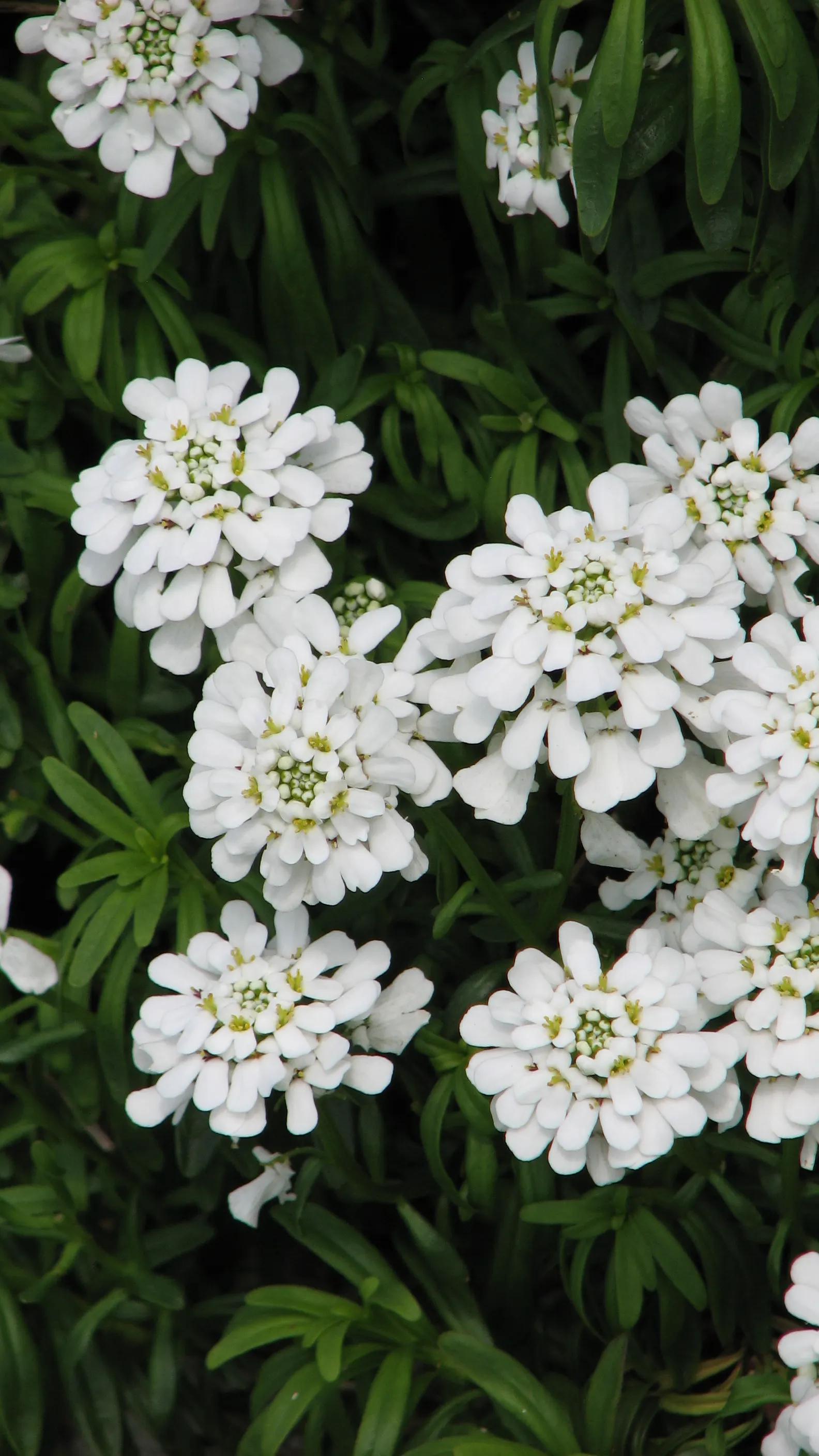 Evergreen Candytuft (Iberis Sempervirens) — mounded form that works splendidly as a border plant or in rock gardens; iberis sempervirens does well in a range