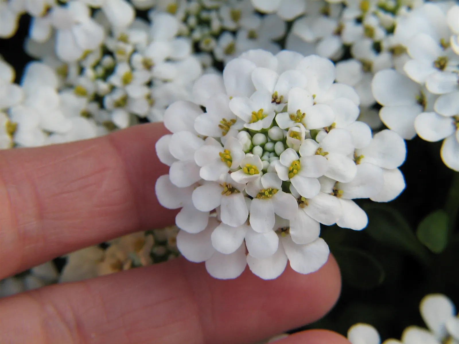 Evergreen Candytuft (Iberis Sempervirens) — annual / ground cover / perennial for full or half; thus supporting local pollinator populations