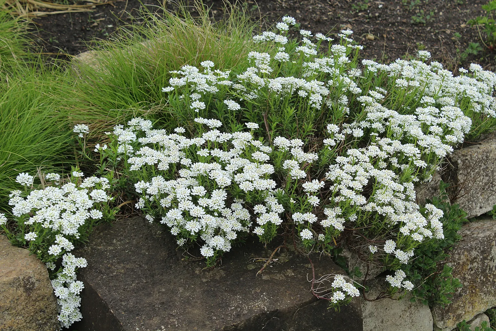 Evergreen Candytuft (Iberis Sempervirens) — Evergreen Candytuft (Iberis sempervirens) is a hardy perennial; it thrives in full sun to partial shade and prefers