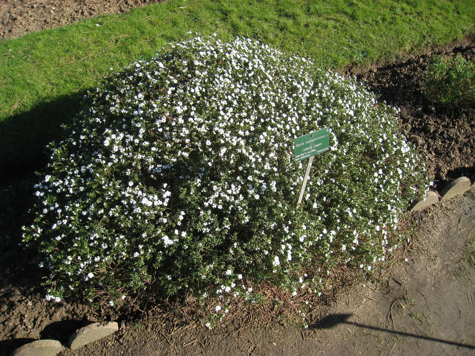 Evergreen Candytuft (Iberis Sempervirens) — it thrives in full sun to partial shade and prefers well-drained soil