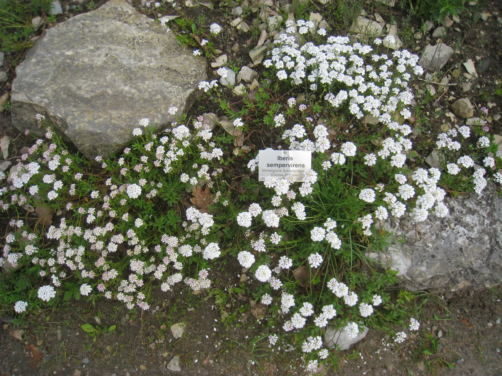 Evergreen Candytuft (Iberis Sempervirens) — the Evergreen Candytuft is both drought-tolerant and deer-resistant; making it a steadfast choice for a variety of