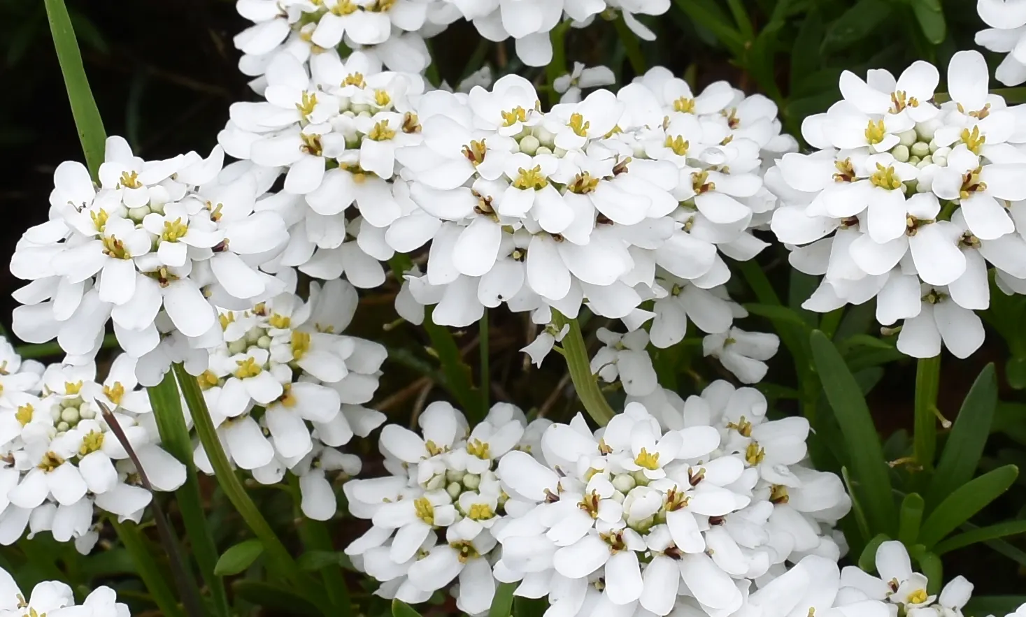 Evergreen Candytuft (Iberis Sempervirens) — offering year-round foliage and low maintenance appeal