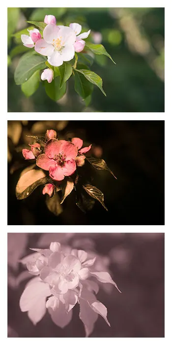 European Crabapple (Malus Sylvestris) — The European Crabapple (Malus sylvestris)