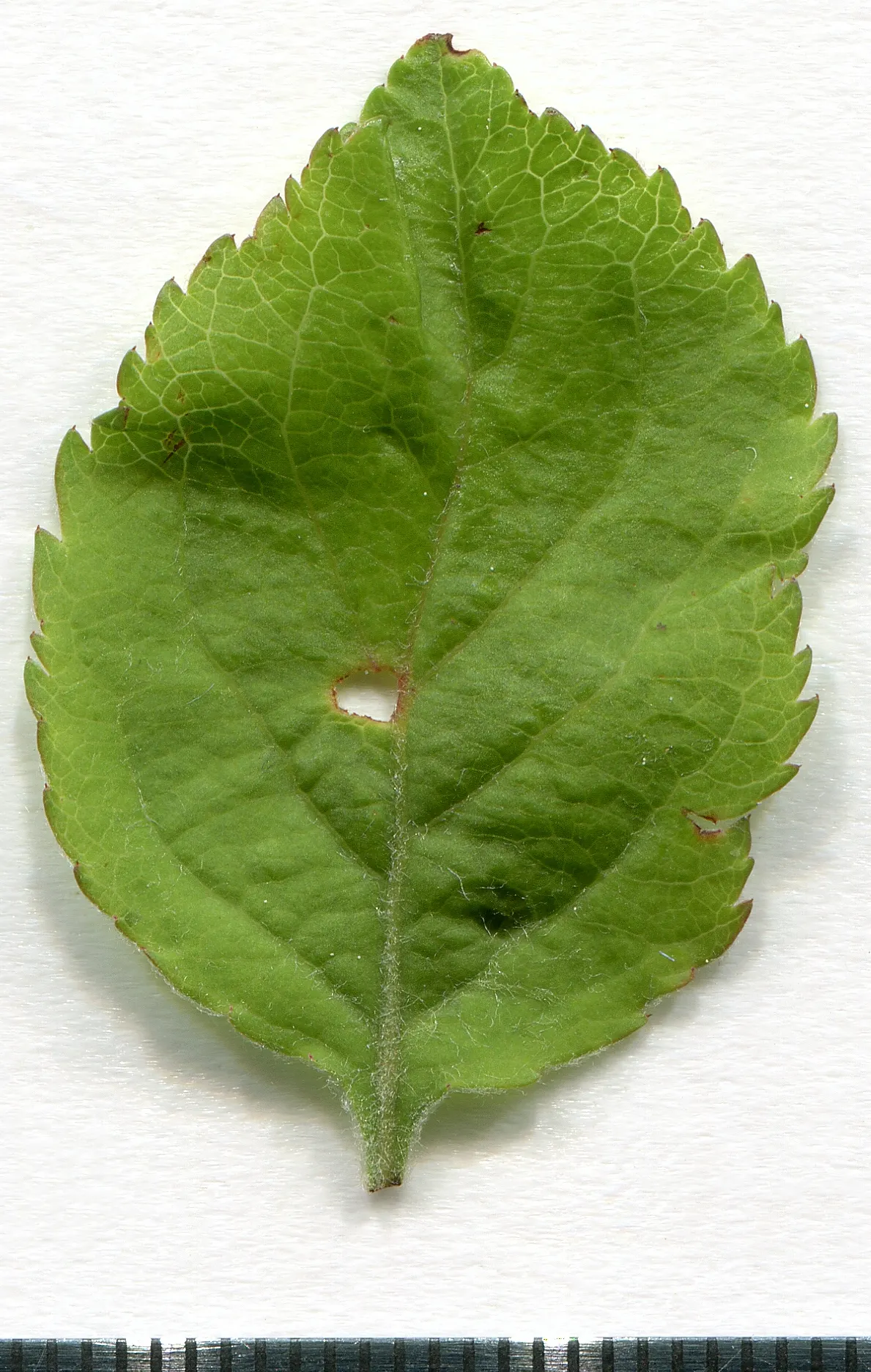 European Crabapple (Malus Sylvestris) — measuring up to 1 inch in diameter, image 32