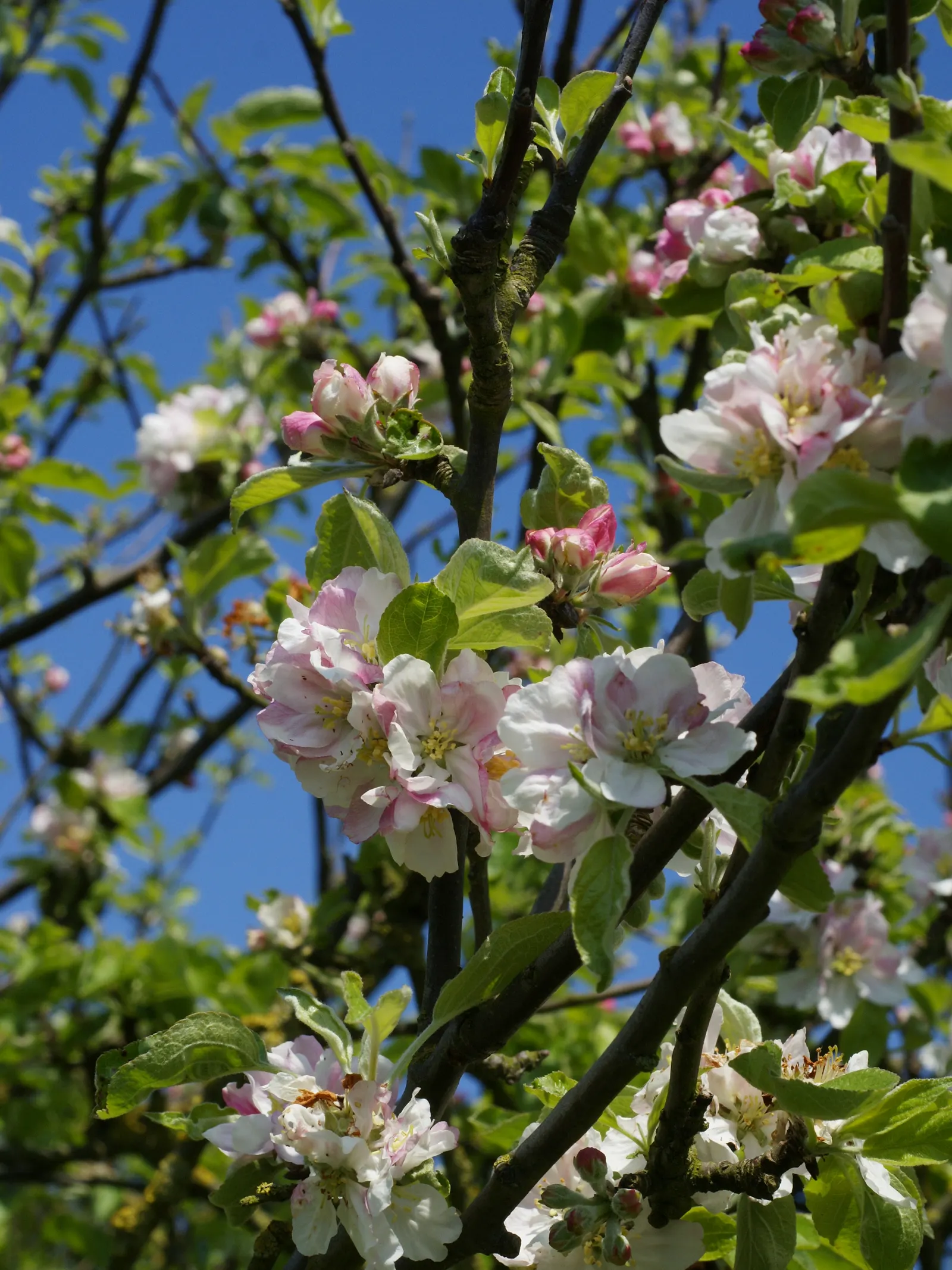 European Crabapple (Malus Sylvestris) — tree for full