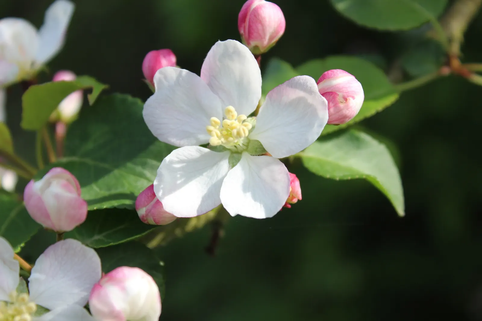 European Crabapple (Malus Sylvestris) — it's an excellent wildlife attractant; this species is celebrated for its adaptability to a range of soil types