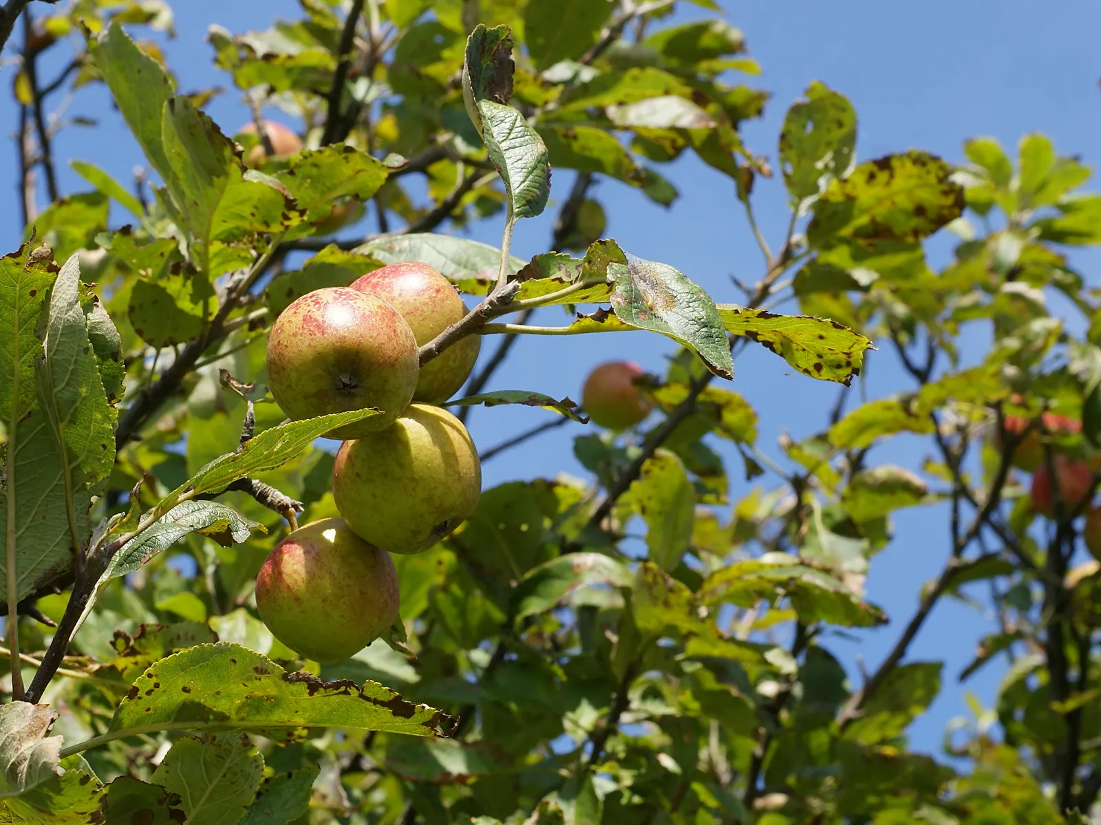 European Crabapple (Malus Sylvestris) — The European Crabapple (Malus sylvestris); admired for its spring blossoms and autumnal crabapples