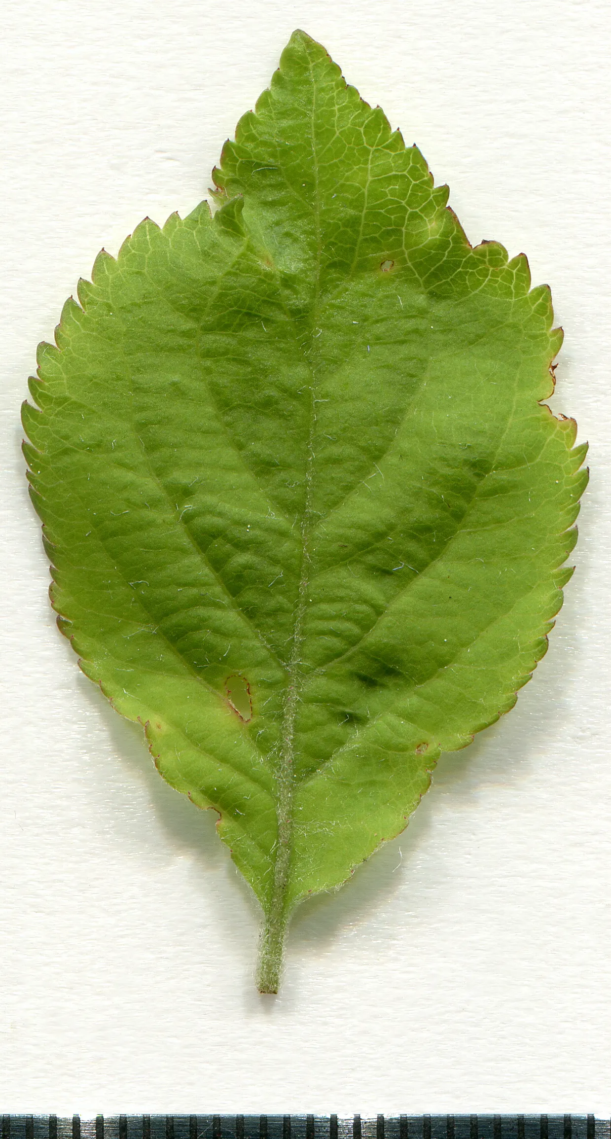 European Crabapple (Malus Sylvestris) — reaching 15-20 feet in height and spread; approximately 1 to 2 inches in diameter