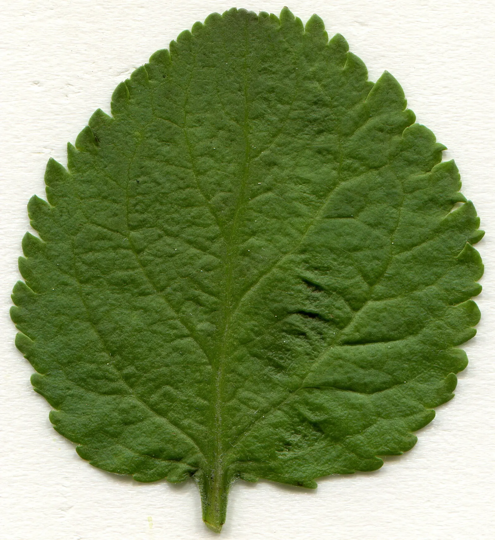 European Crabapple (Malus Sylvestris) — scientifically known as Malus sylvestris; it's an excellent wildlife attractant