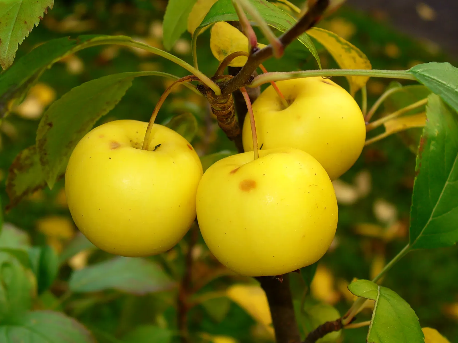 European Crabapple (Malus Sylvestris) — Preferring full sun, it adapts to various soils, offering moderate drought tolerance; generally maturing in late summer