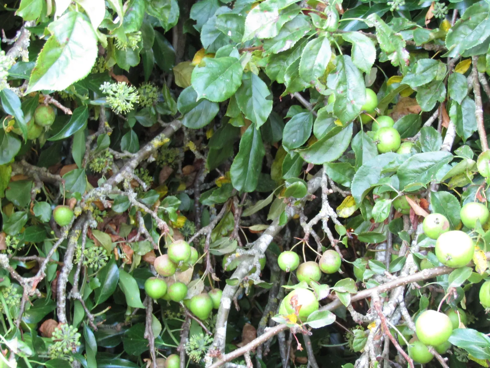 European Crabapple (Malus Sylvestris) — is a deciduous tree of modest size; it thrives in full sun to partial shade