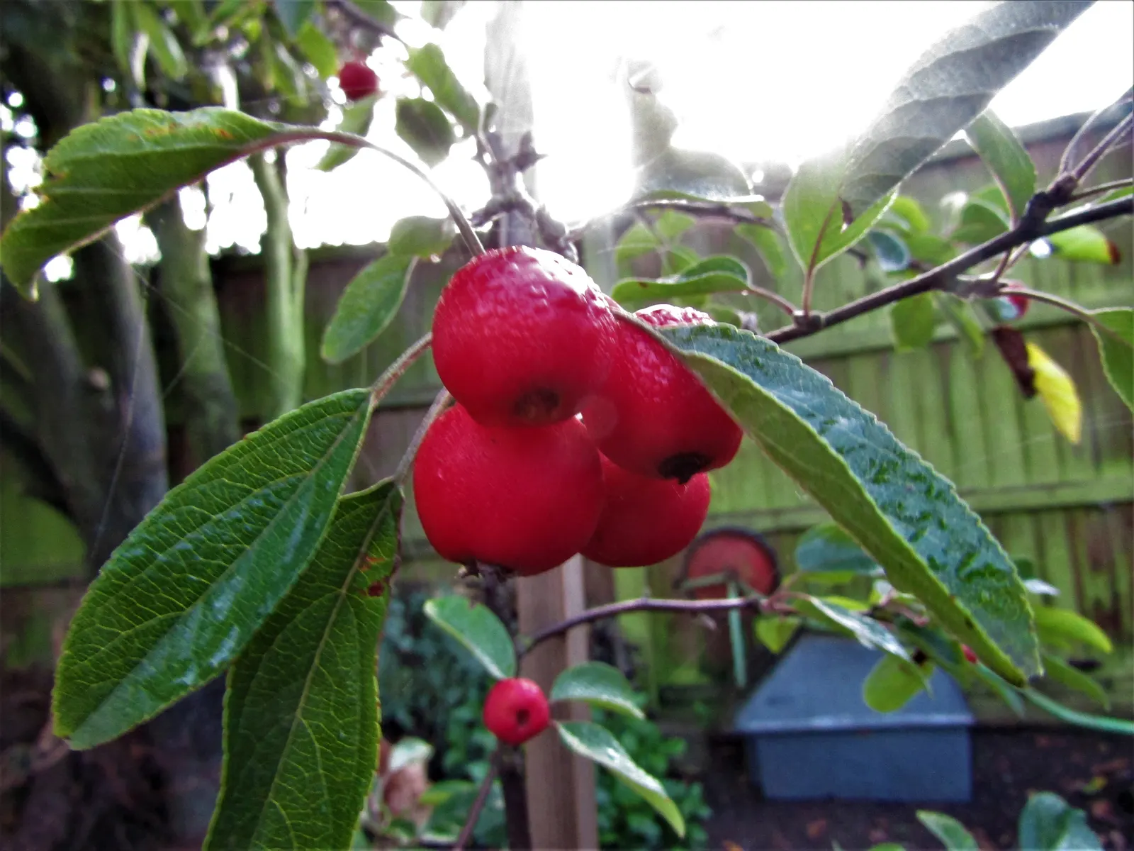 European Crabapple (Malus Sylvestris) — rounded canopy and robust branching structure; thrives in USDA zones 4-8